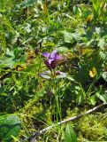 Gentianella auriculata