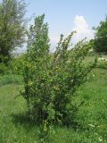 Berberis orientalis