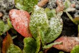 Bergenia crassifolia