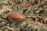 Astragalus henningii. Плод и часть листа. Ростовская обл., Сальский р-н, окр. пос. Тальники, склон степной балки. 16.05.2018.