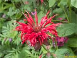 Monarda didyma