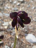 Anemonastrum sibiricum