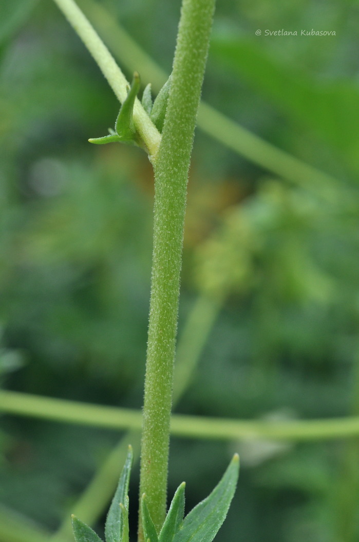 Изображение особи Aconitum lamarckii.