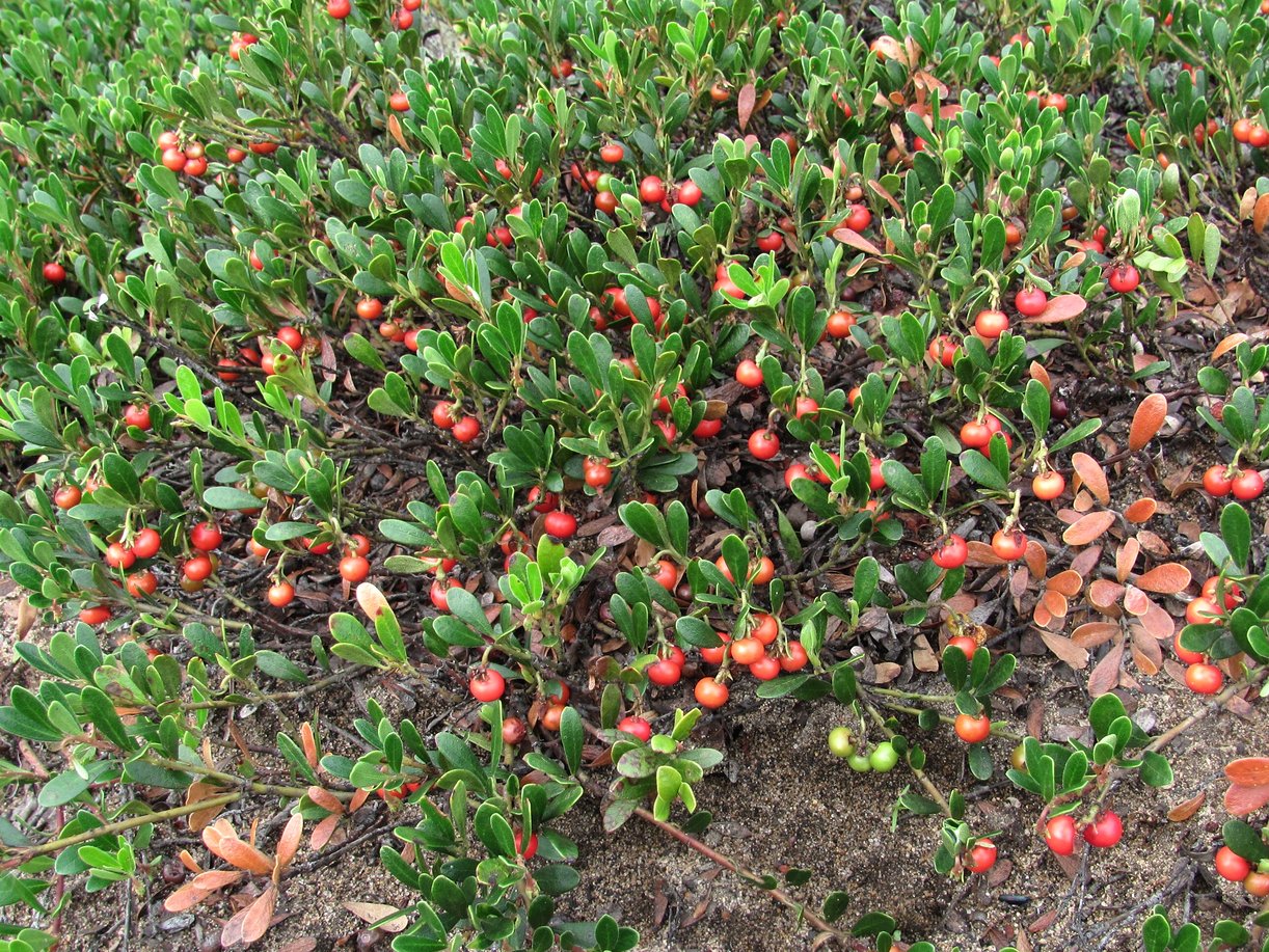 Изображение особи Arctostaphylos uva-ursi.