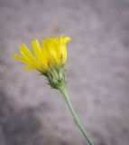 Hieracium filifolium. Верхушка побега с соцветием. Пермский край, Оханский р-н, Кунчурихинский бор, грунтовая, песчаная дорога вдоль хвойного леса. 18.08.2018.