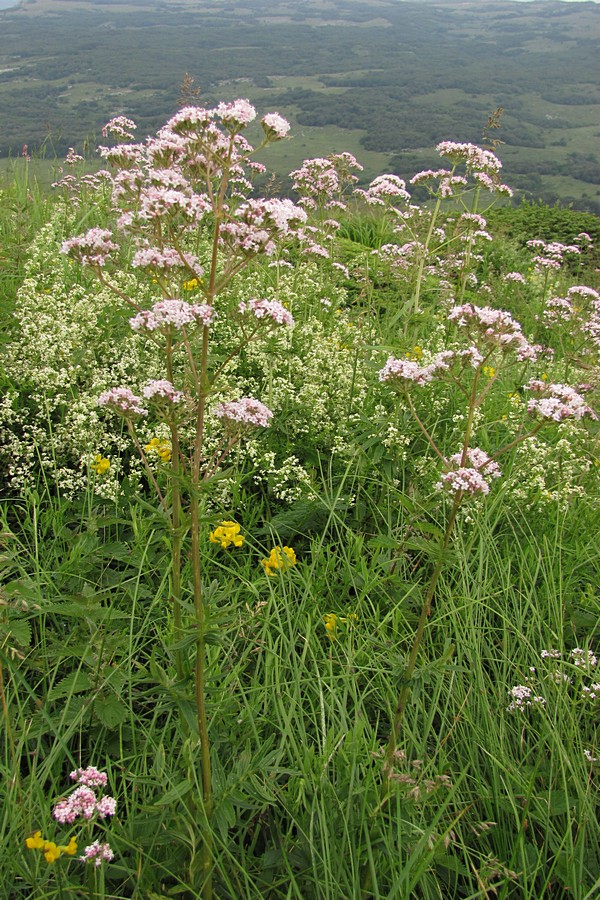 Изображение особи Valeriana grossheimii.