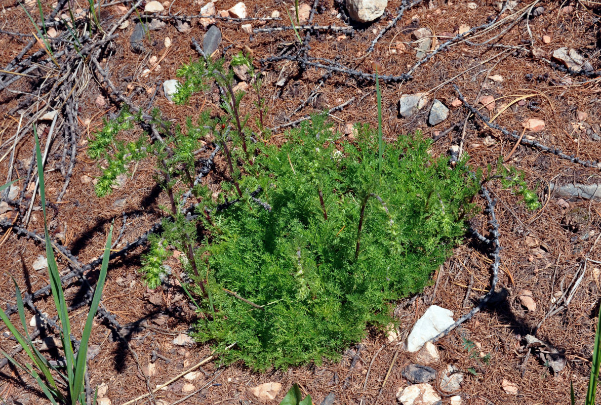 Изображение особи Artemisia viridis.