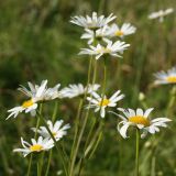 Leucanthemum ircutianum. Верхушки побегов с соцветиями. Беларусь, Витебская обл., окр. пос. Езерище, разнотравно-злаковый суходольный луг. 15.08.2020.