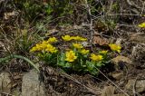 Ranunculus polyrhizos. Цветущее растение. Челябинская обл., Троицкий р-н, Троицко-Совхозное сельское поселение, окр. пос. Скалистый, долина р. Уй, каменистый склон прибрежного скальника, степь. 4 мая 2021 г.