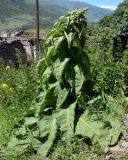 род Verbascum