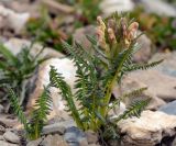 Pedicularis pubiflora