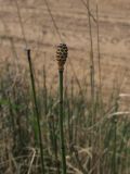 Equisetum hyemale