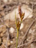 Carex halleriana. Верхушка побега с отцветшими(?) соцветиями. Крым, г/о Феодосия, Енишарские горы, степной глинистый склон. 21 апреля 2021 г.