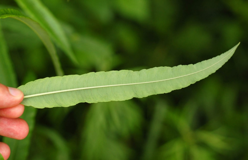 Изображение особи Salix siuzewii.