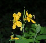 Chelidonium majus. Фрагмент общего соцветия с бутонами, цветками, завязавшимимся плодами и сидящим комаром. Ульяновская обл., г. Димитровград, промзона, пойма р. Мал. Ерыклы, опушка местами заболоченного черноольхового леса. 04.05.2023.