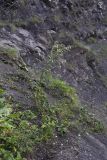 Cirsium echinus. Цветущее растение. Чечня, Шаройский р-н, бассейн р. Цесиахк, ущелье левого притока ниже водопада, щебнистая осыпь. 11 августа 2023 г.