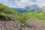 Tragopogon reticulatus. Зацветающее растение. Адыгея, Кавказский биосферный заповедник, гора Гузерипль, ≈ 2150 м н.у.м., осыпной склон из ожелезнённого песчаника. 28.06.2023.