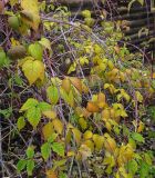 Rubus occidentalis