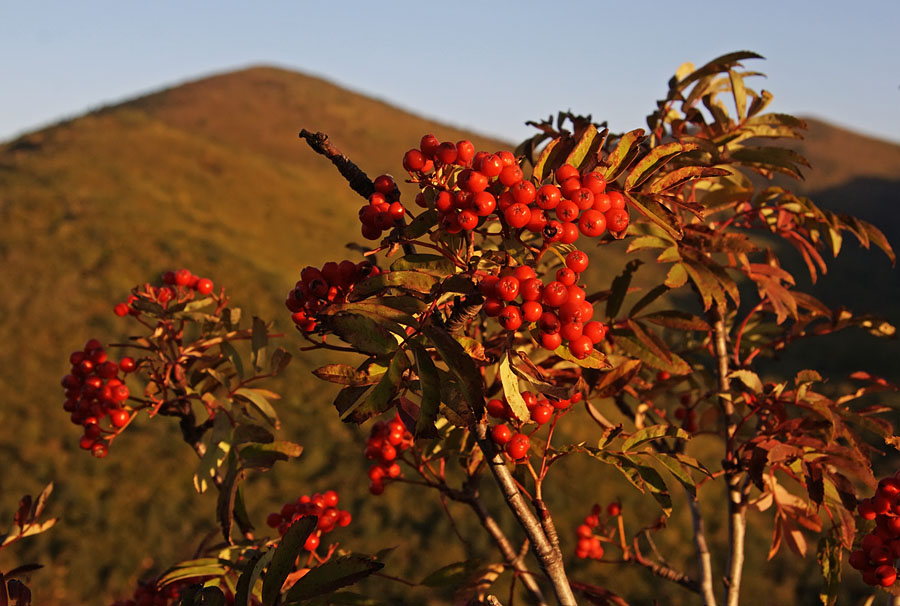 Изображение особи Sorbus amurensis.