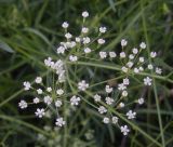 Falcaria vulgaris