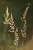 Calamagrostis epigeios. Верхушка растения с соцветиями. Московская обл., окр. Града Московского, обочина дороги. 15.07.2007.