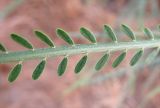 Parkinsonia aculeata. Часть листа. Израиль, г. Беэр-Шева, рудеральное местообитание. 02.05.2013.