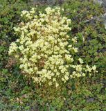 Saxifraga funstonii. Цветущие растения. Камчатский край, Ключевская группа вулканов, окр. перевала Толбачинский. 21.07.2013.