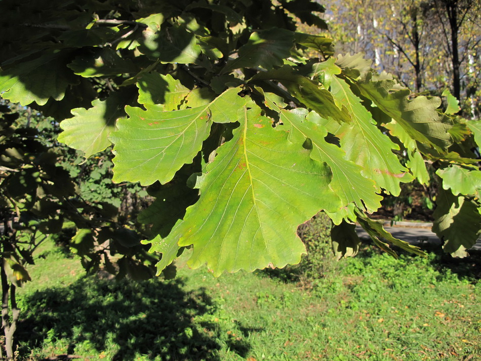 Изображение особи Quercus dentata.