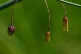 Asparagus officinalis