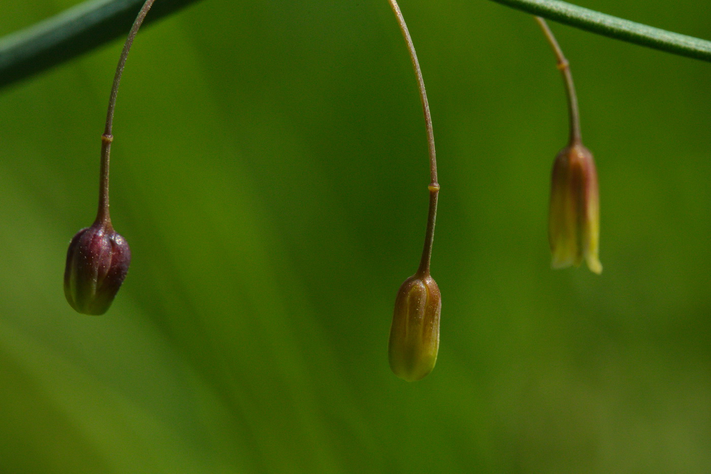 Изображение особи Asparagus officinalis.