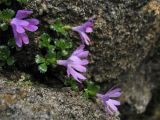 Primula minima