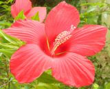 Hibiscus coccineus. Цветок. Республика Абхазия, Новый Афон, приусадебный участок. Август 2014 г.