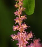 Astilbe chinensis