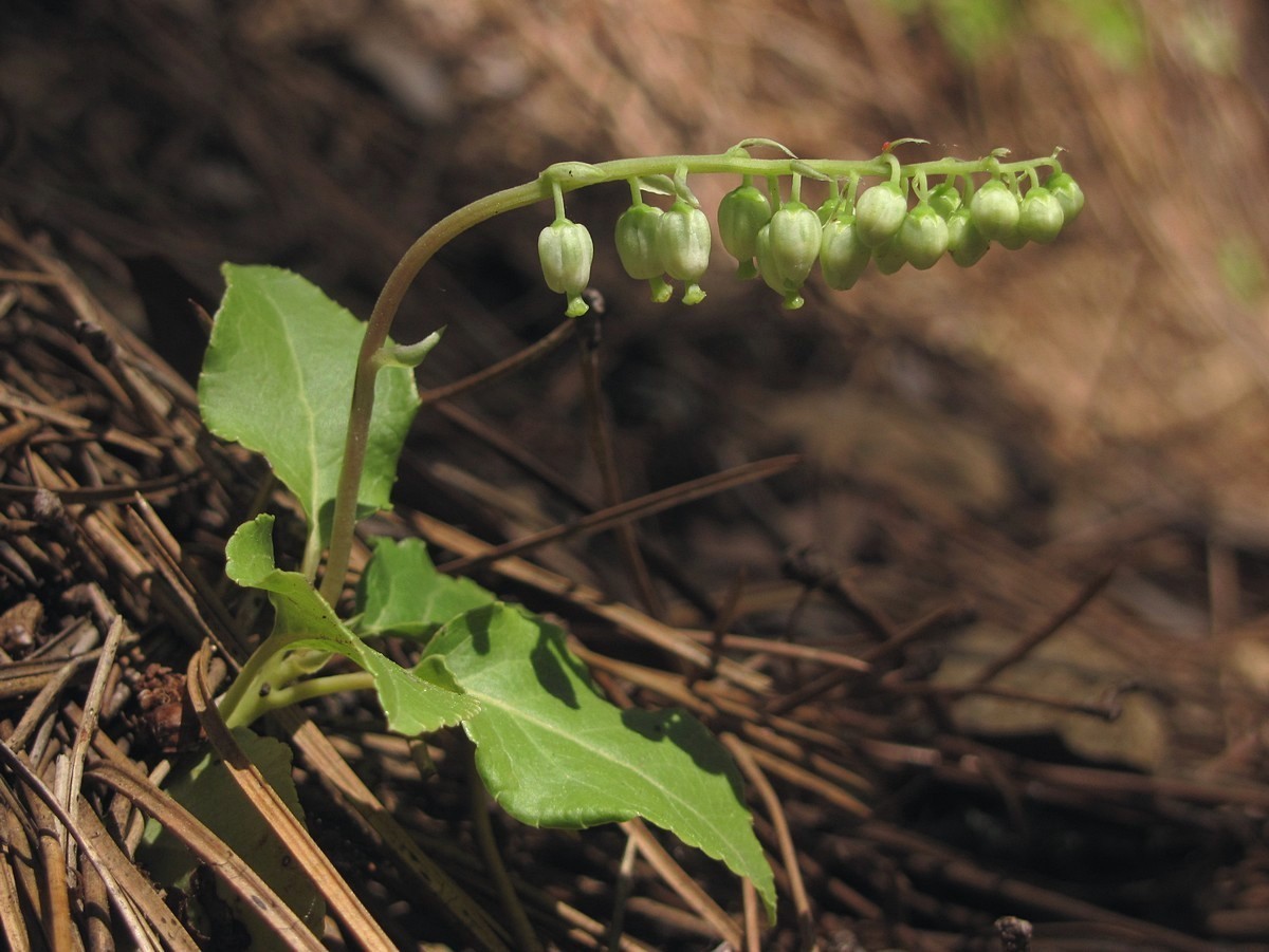 Изображение особи Orthilia secunda.