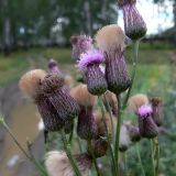 Cirsium setosum