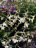 Nicotiana alata. Соцветия. Псковская обл., Пушкиногорский р-н, усадьба Михайловское, в культуре в цветнике. 03.08.2015.