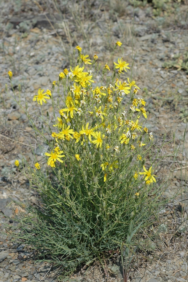 Image of Youngia tenuifolia ssp. altaica specimen.