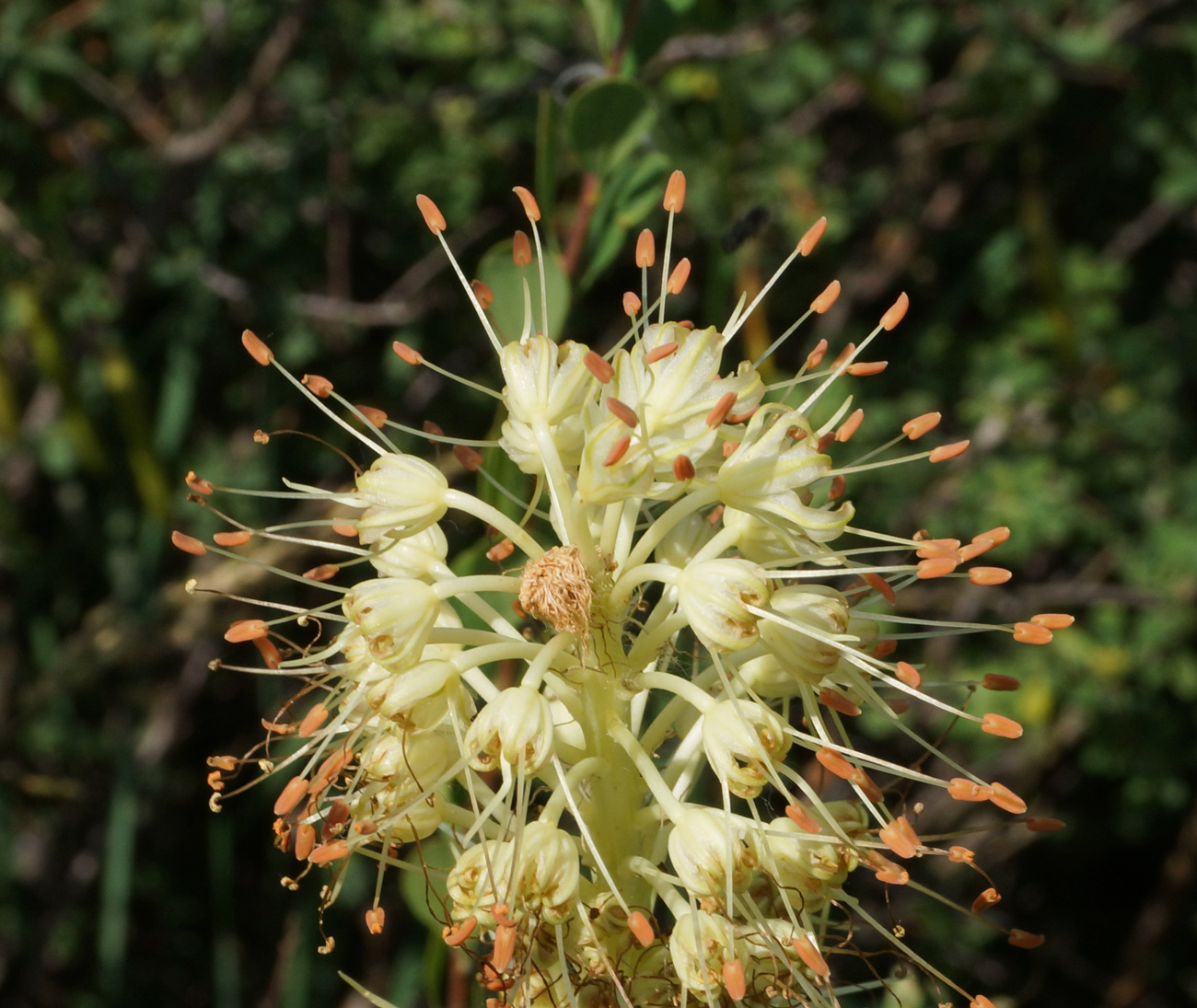 Изображение особи Eremurus altaicus.