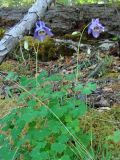 Aquilegia amurensis