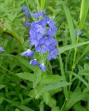 Veronica teucrium