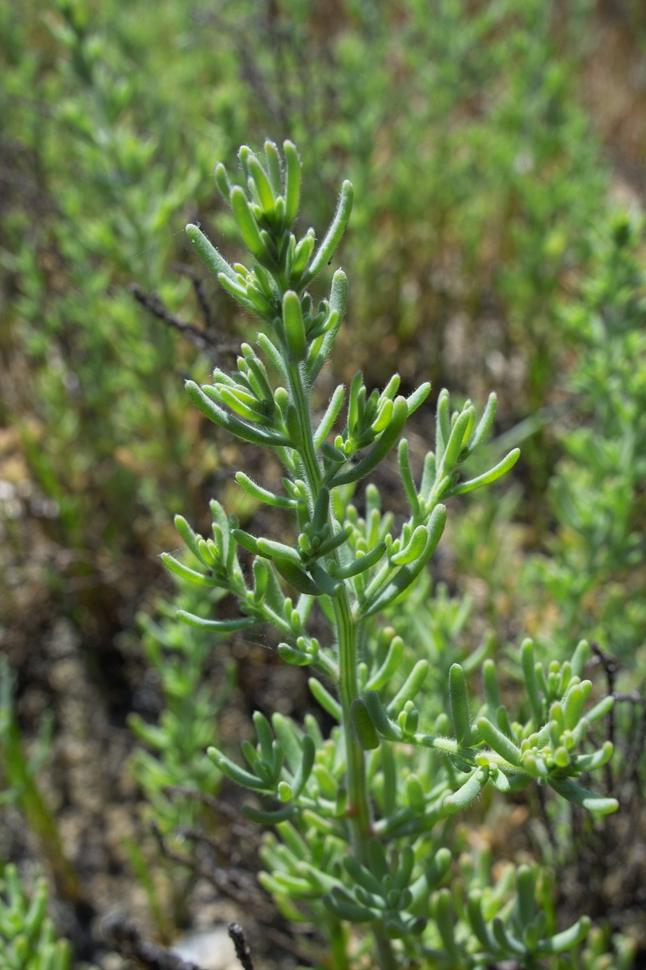 Image of Spirobassia hirsuta specimen.