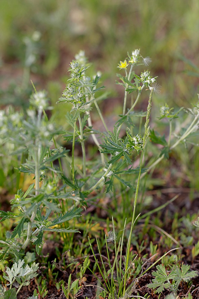 Изображение особи Potentilla argentea.