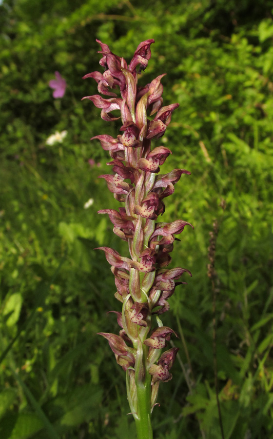 Изображение особи Anacamptis coriophora.