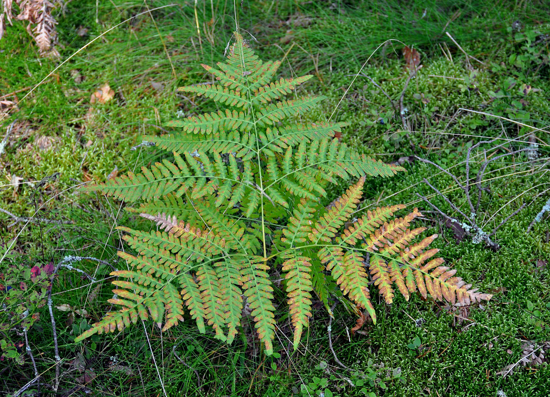 Изображение особи Pteridium pinetorum.