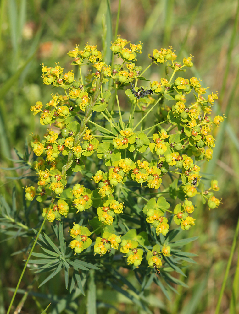 Изображение особи Euphorbia virgata.