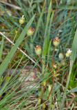 Saxifraga tridactylites