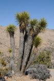 Yucca brevifolia