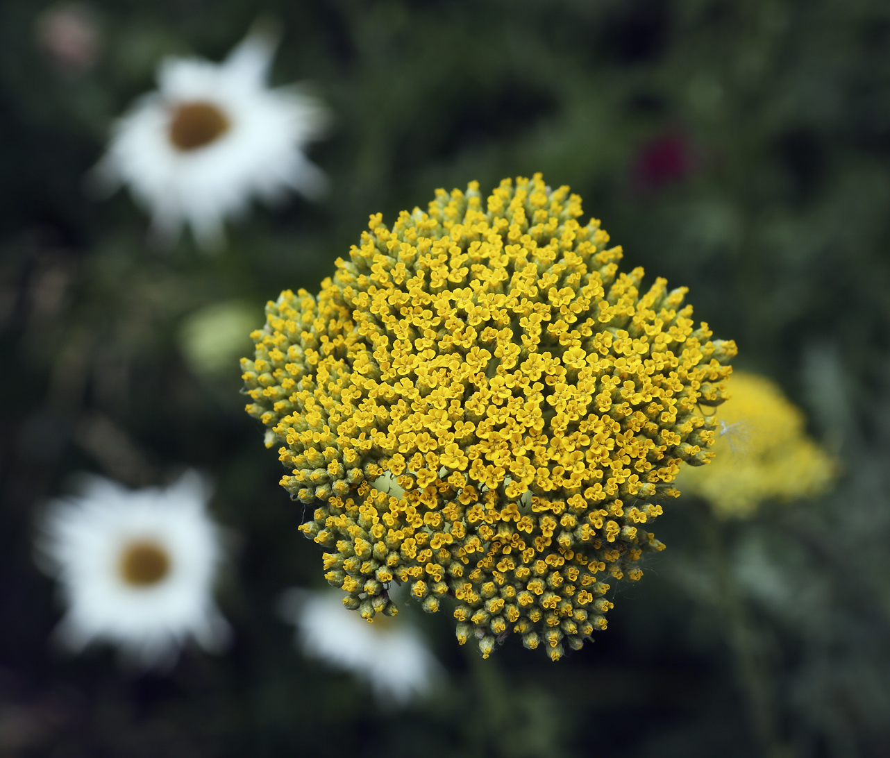 Изображение особи Achillea filipendulina.