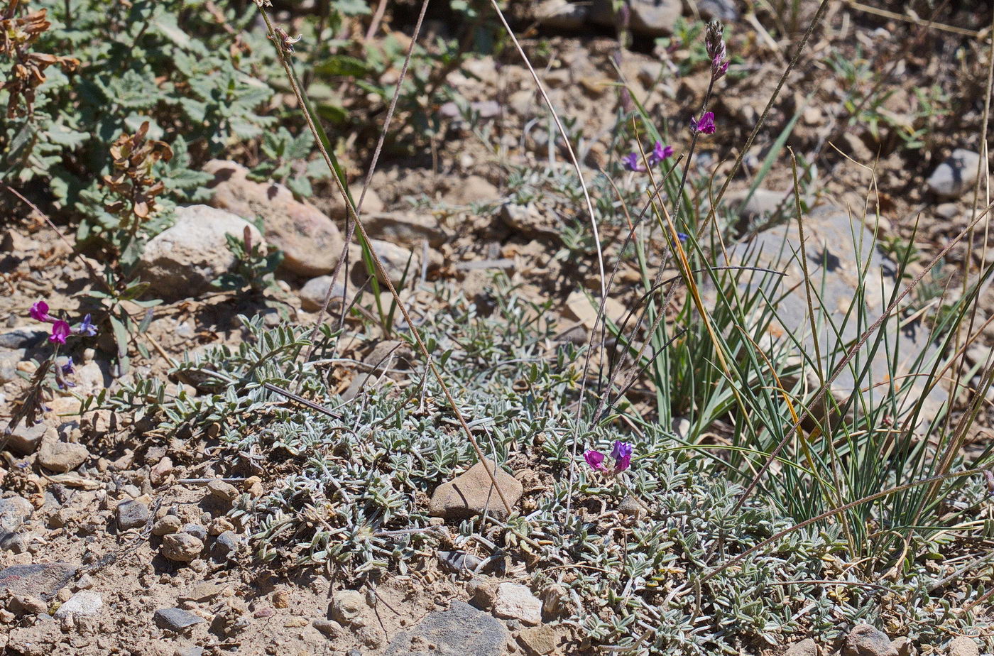 Image of Oxytropis integripetala specimen.