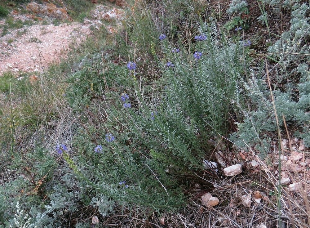 Изображение особи Veronica pinnata.